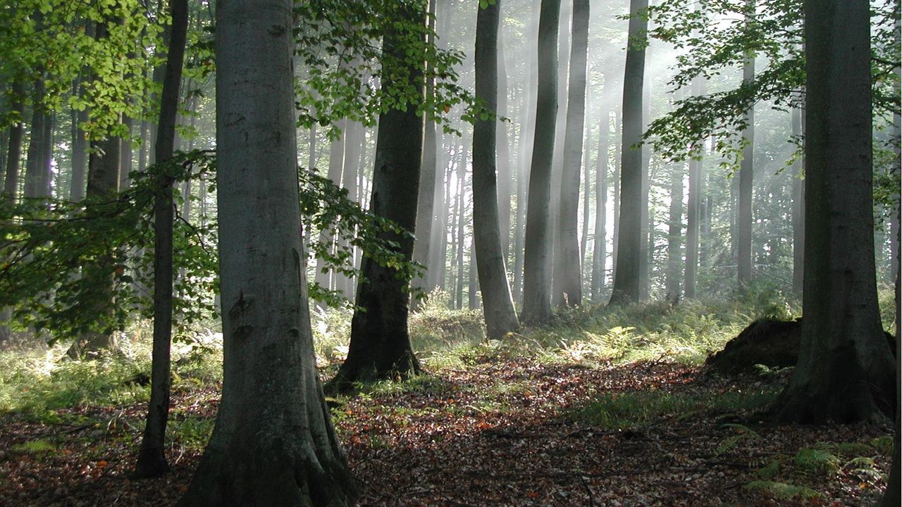 HOLZ-HER bietet nachhaltige Lösungen für eine intakte Umwelt HOLZ-HER startet Nachhaltigkeitsoffensive